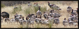 Wild Turkeys