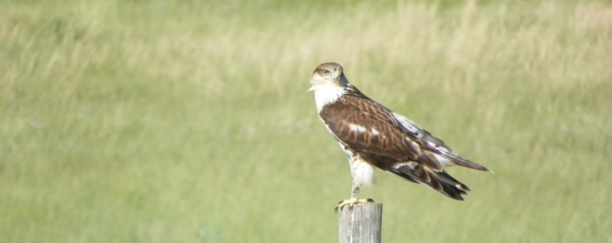 Ferruginous Hawk