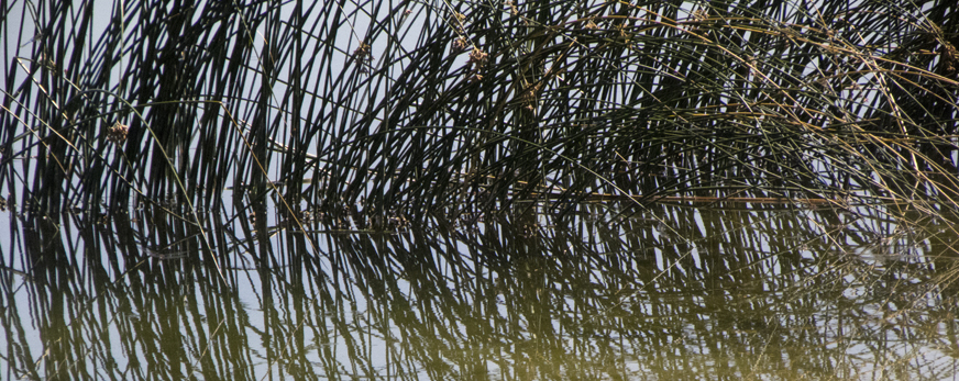 Grasses In Lake